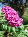 summer lilac